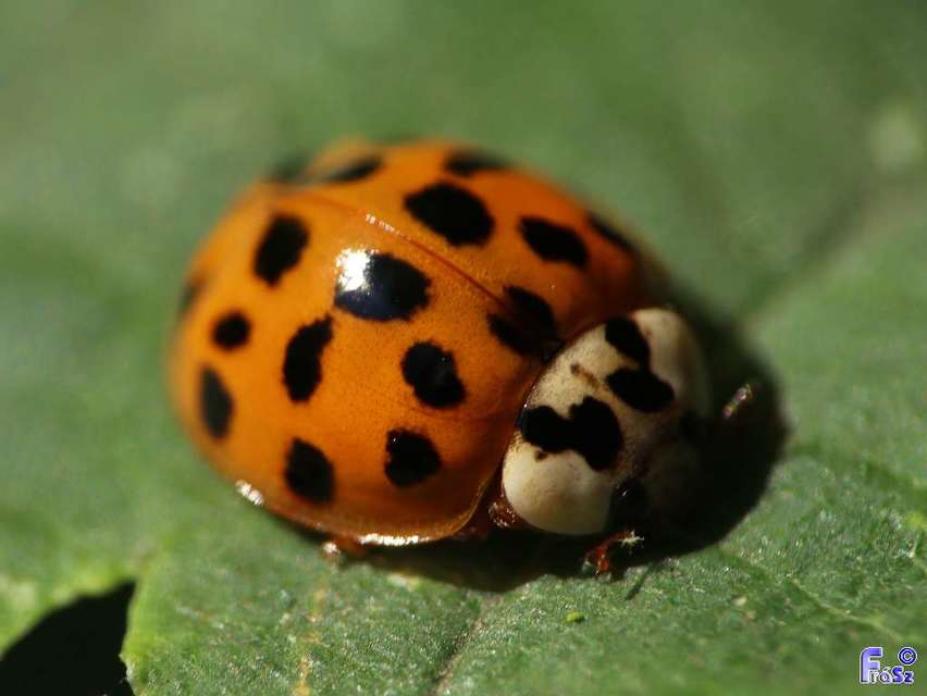 Harmonia axyridis - harlekinkatica