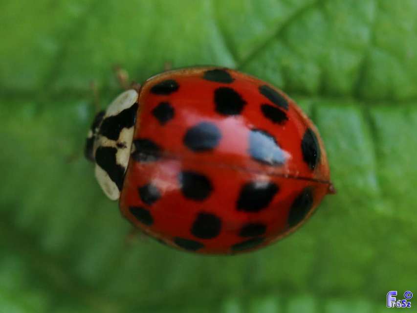 Harmonia axyridis - harlekinkatica