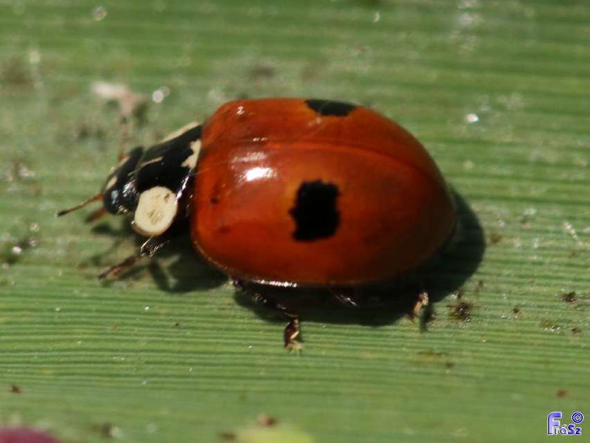 Adalia bipunctata - kétpettyes katica
