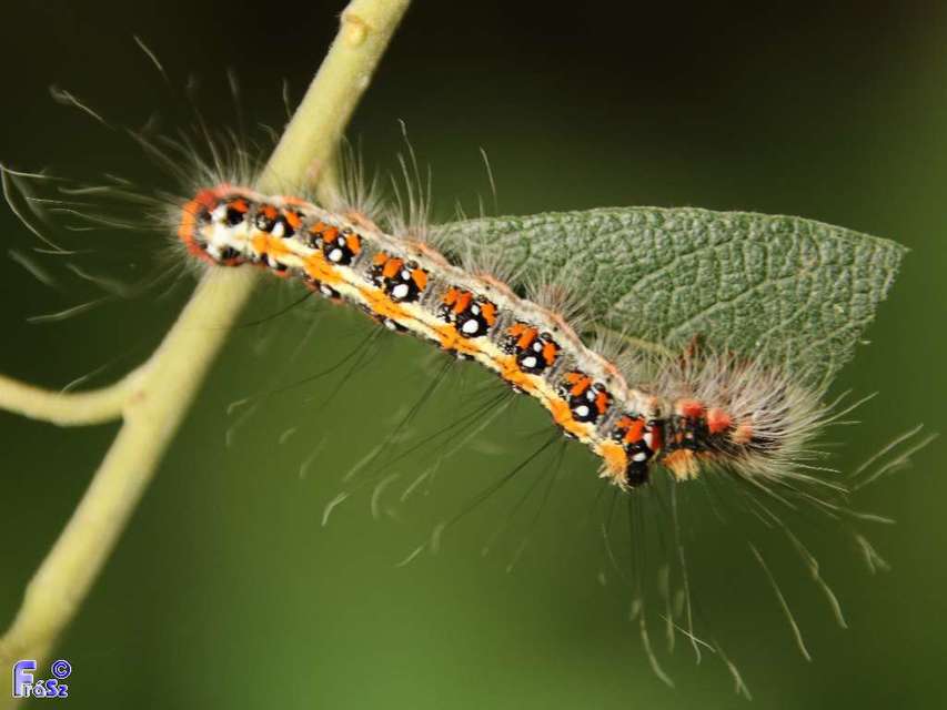 Acronicta tridens - barnás szigonyosbagoly