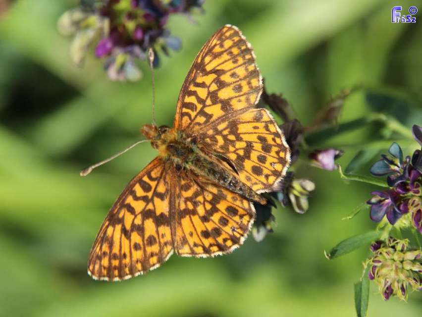 Boloria dia - kis gyöngyházlepke