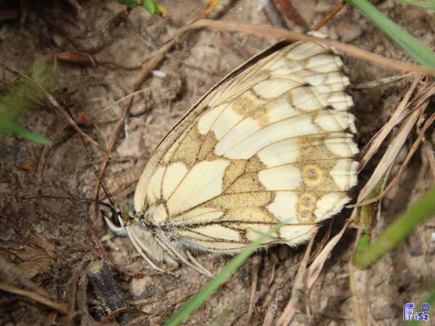 Melanargia galathea - sakktáblalepke