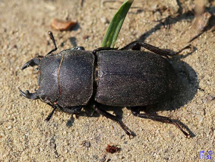 Dorcus parallelipipedus - kis szarvasbogár