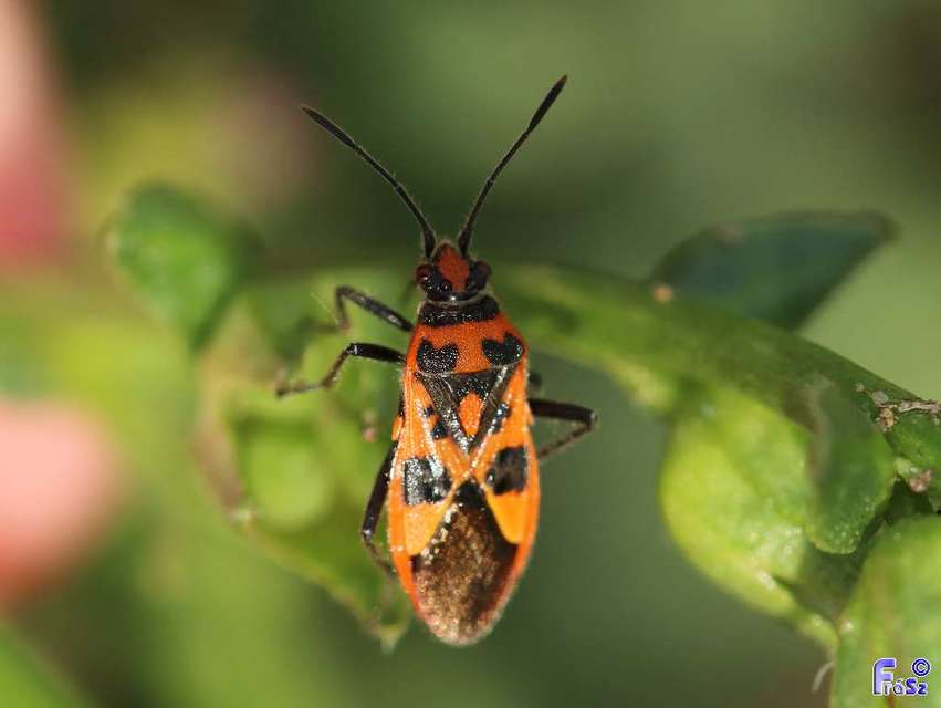 Corizus hyoscyami - piros karimáspoloska