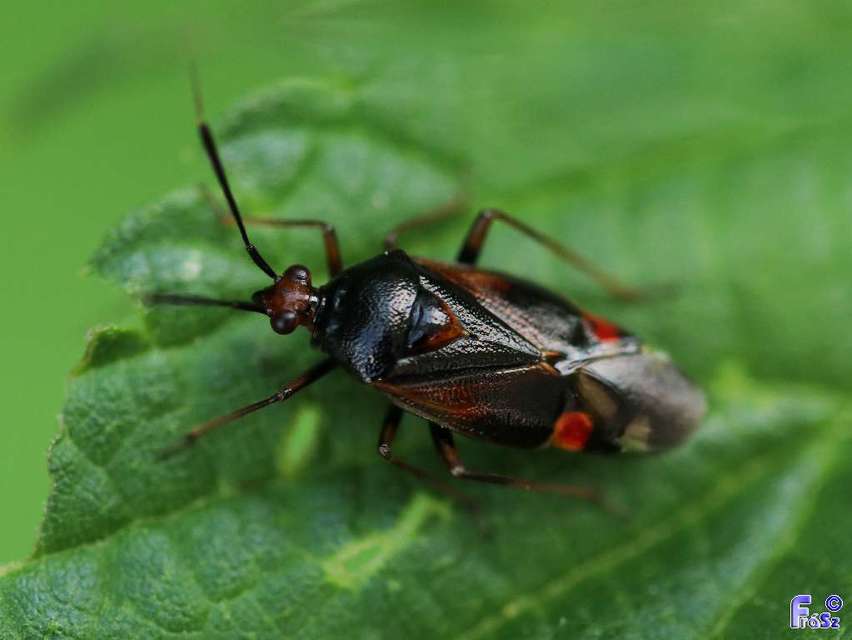 Deraeocoris ruber - vöröses mezeipoloska