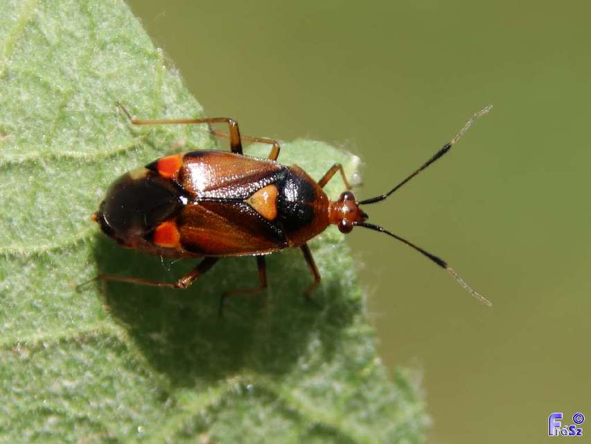 Deraeocoris ruber - vöröses mezeipoloska