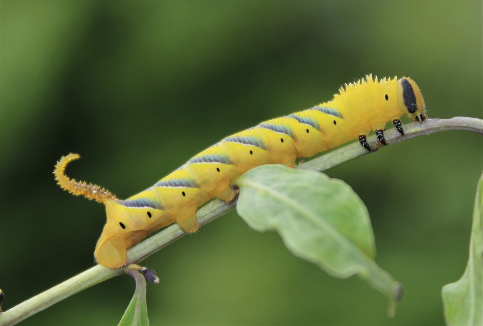 Acherontia atropos - halálfejes lepke