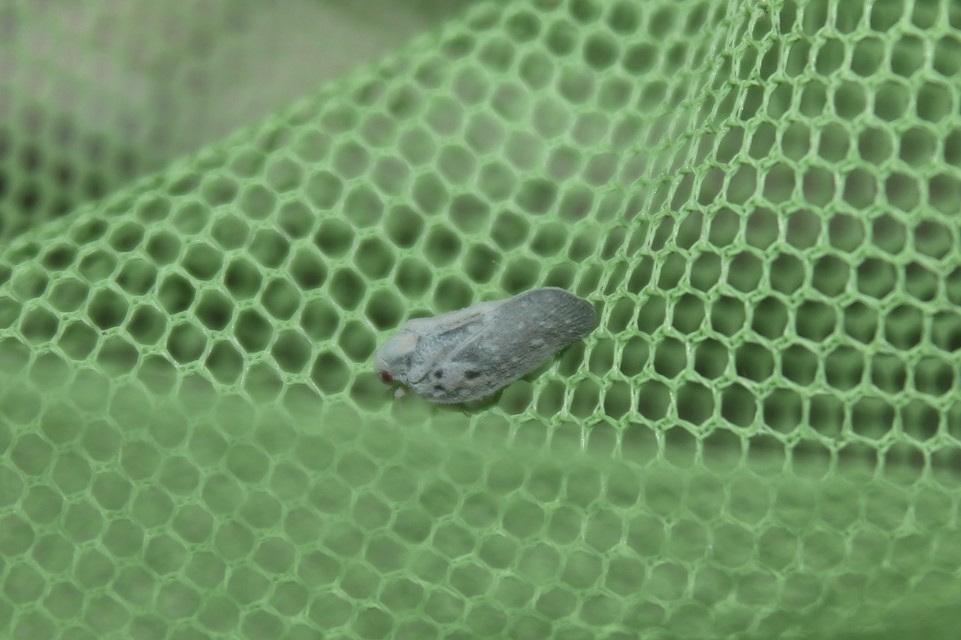 Metcalfa pruinosa - amerikai lepkekabóca