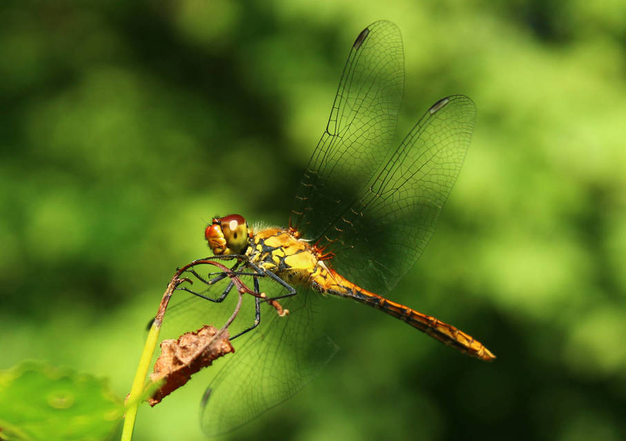 Sympetrum sanguineum - vörös katona-szitakötő