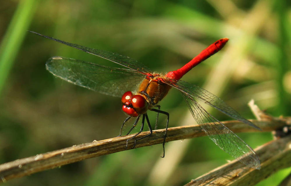 Sympetrum sanguineum - vörös katona-szitakötő