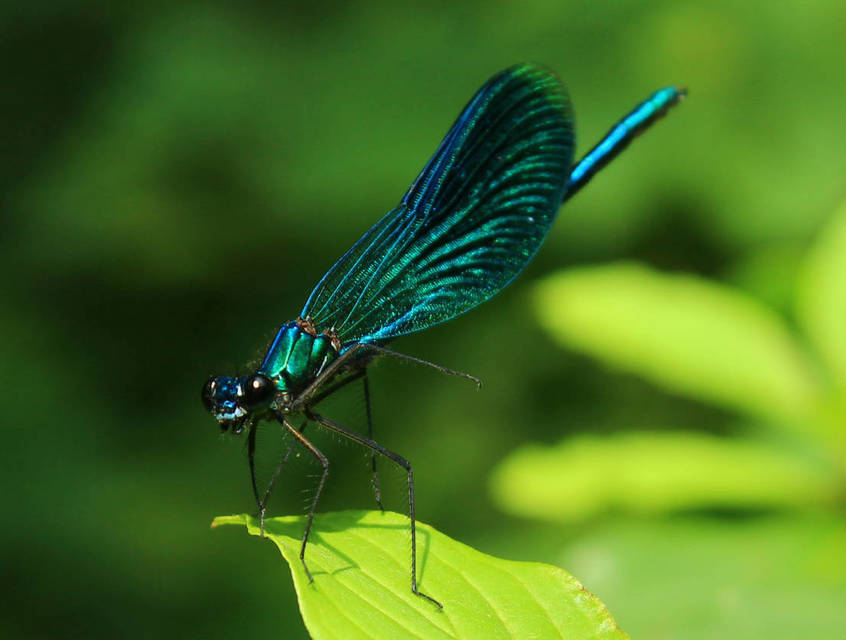 Calopteryx splendens - sávos szitakötő