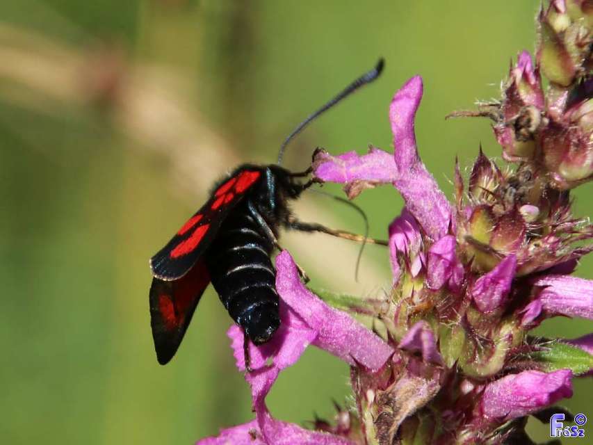 Zygaena loti - közönséges csüngőlepke
