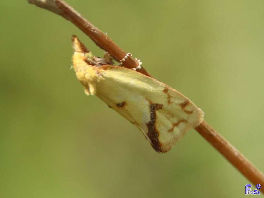 Agapeta hamana - közönséges sárgamoly