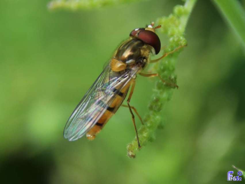 Episyrphus balteatus - ékfoltos zengőlégy