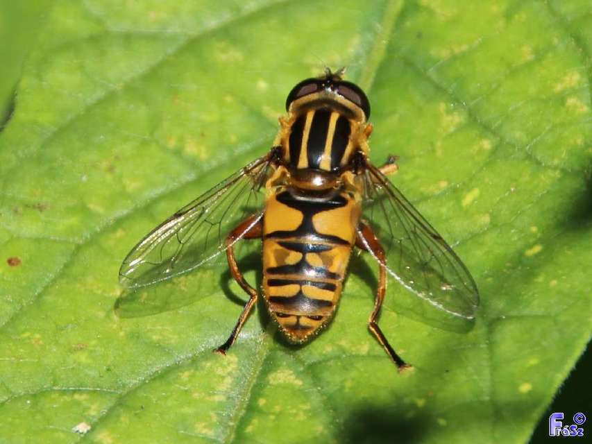 Helophilus pendulus - közönséges mocsárilégy
