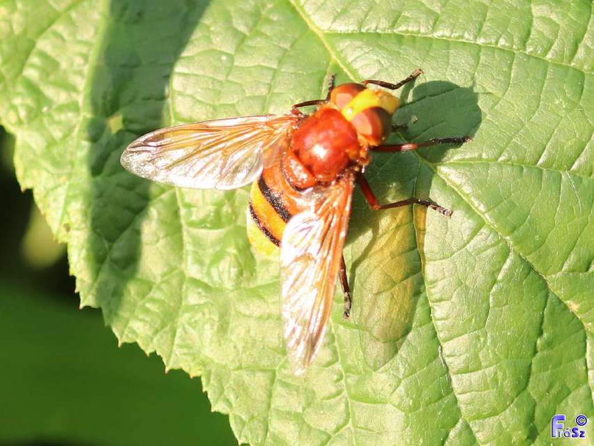 Volucella zonaria - kétöves pihelégy