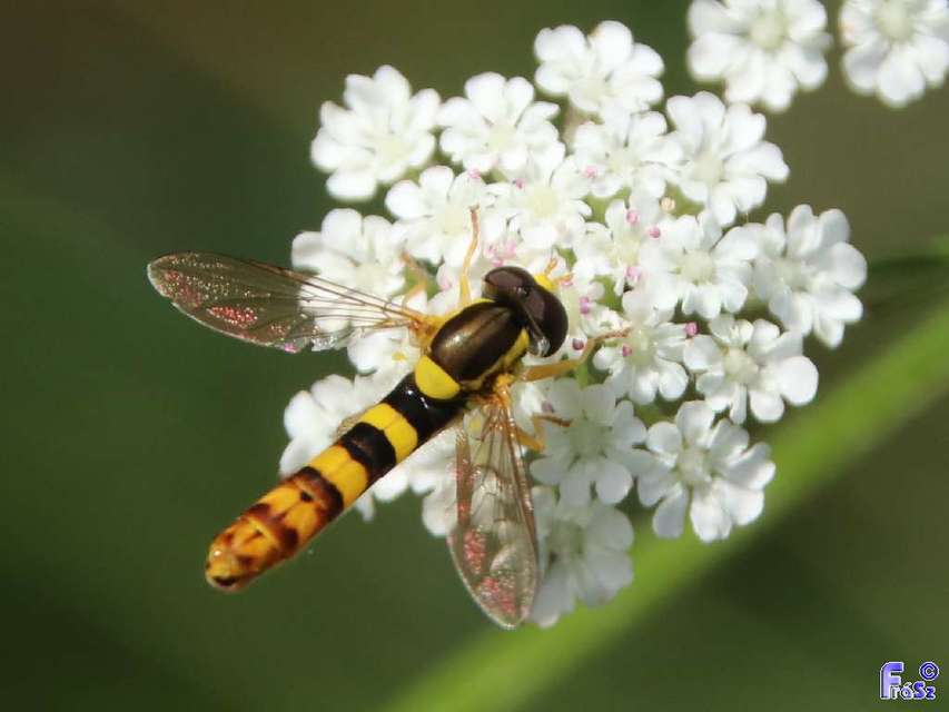Sphaerophoria scripta - tarka darázslégy