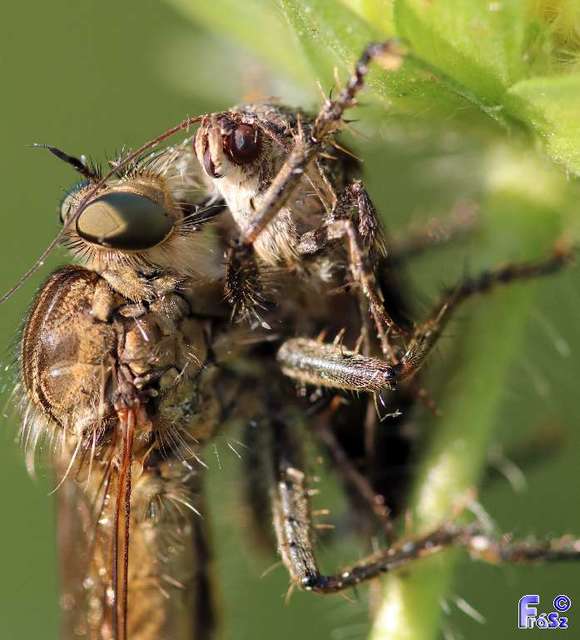 Asilidae - rablólégyfélék