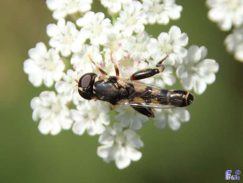 Syritta pipiens - zizegő comboslégy