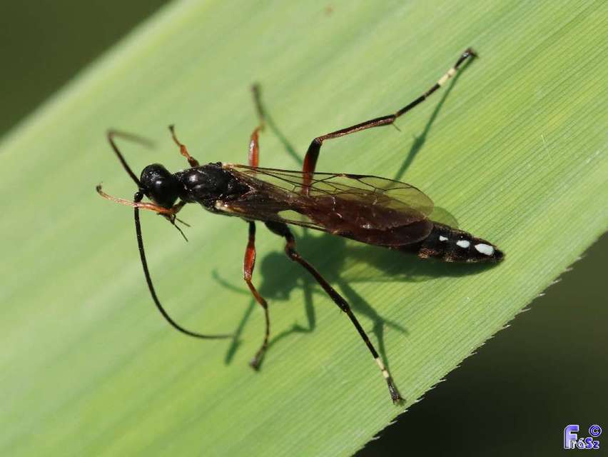 Ichneumonidae - valódi fürkészdarazsak