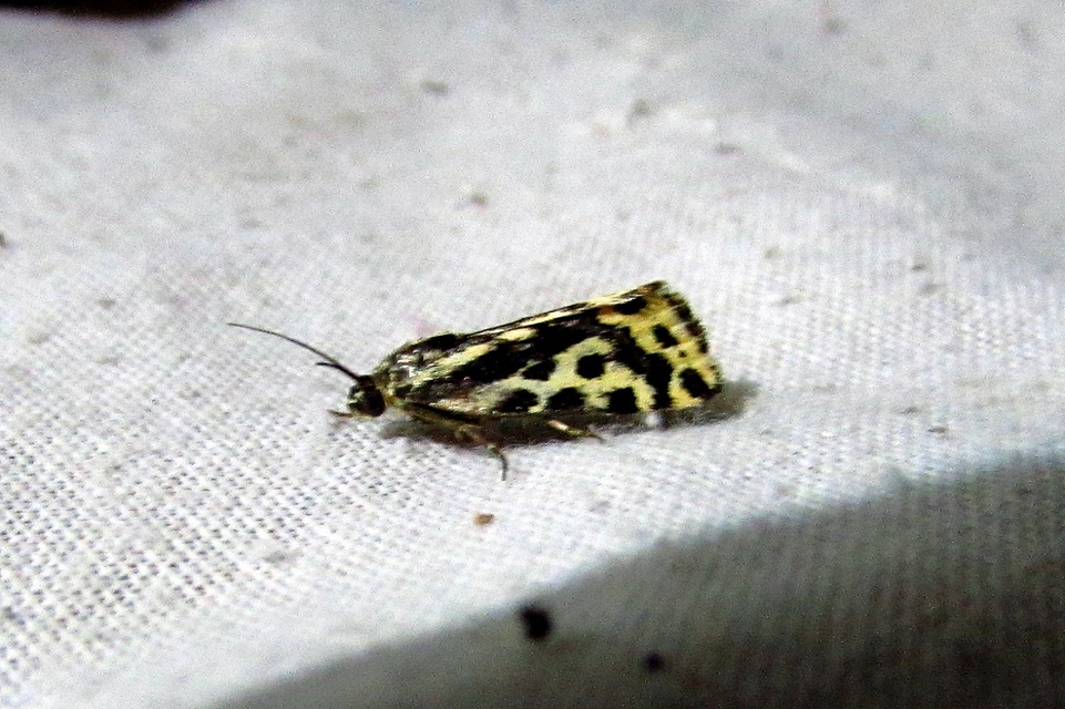 Emmelia trabealis - zebrabagoly