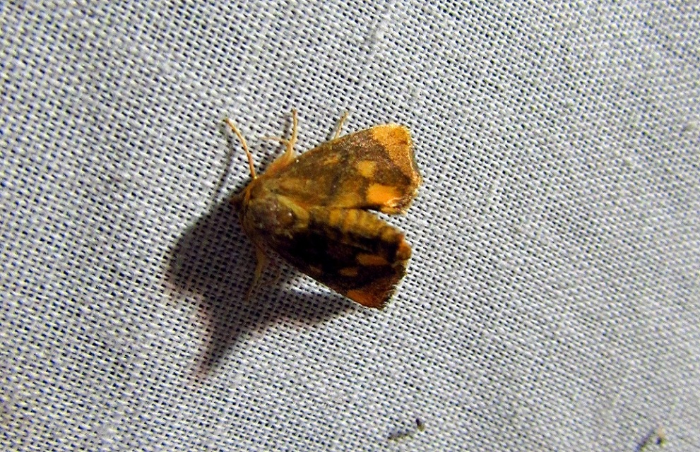 Apoda limacodes - kagylólepke