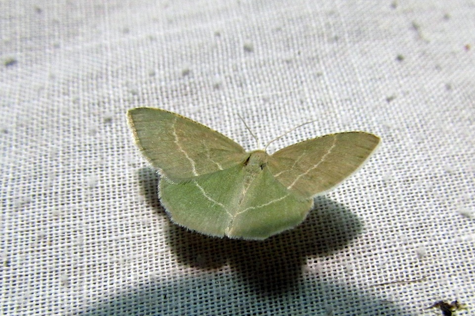 Chlorissa cloraria - sárgászöld araszoló
