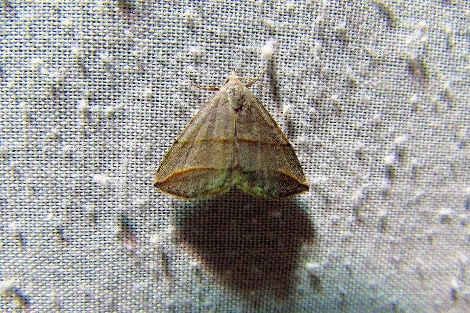 Colobochyla salicalis - háromsávos törpebagoly