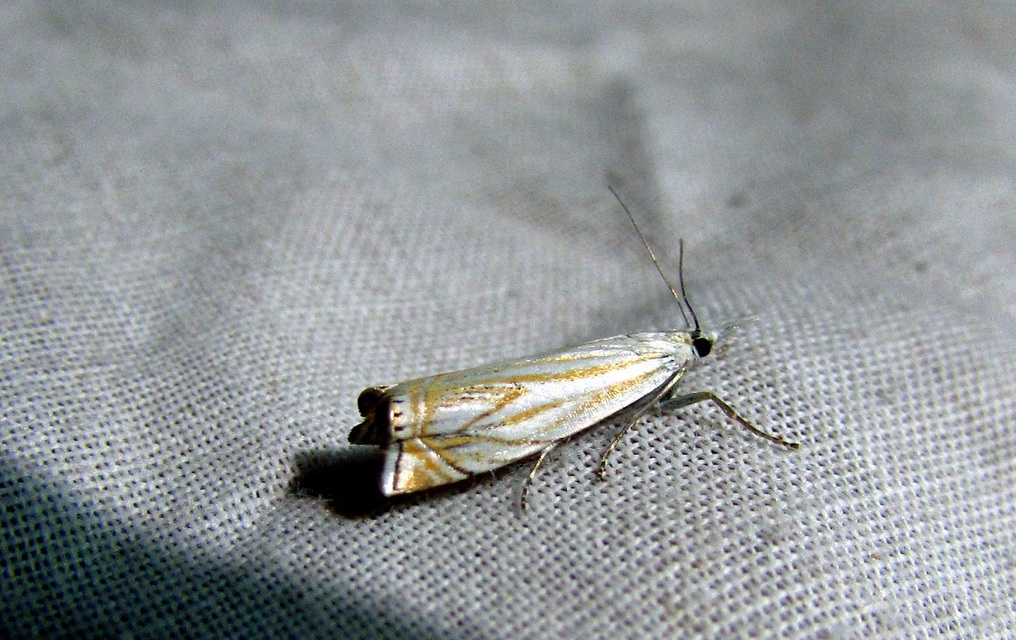 Crambus lathoniellus - mezei fűgyökérmoly