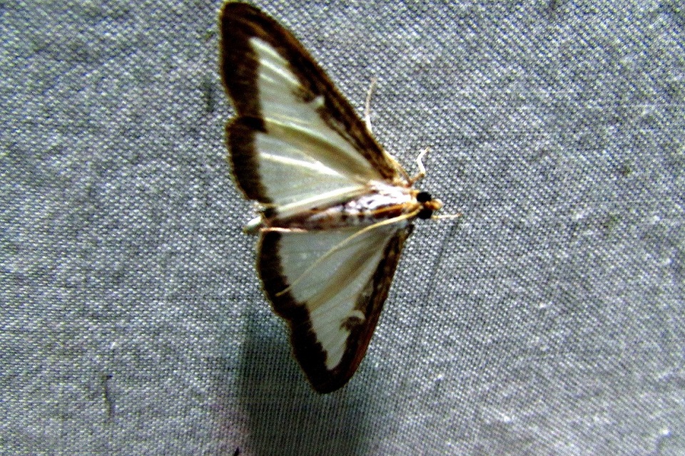 Cydalima perspectalis - puszpáng-tűzmoly