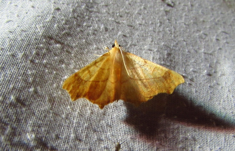 Ennomos quercinaria - tölgyfa-levélaraszoló