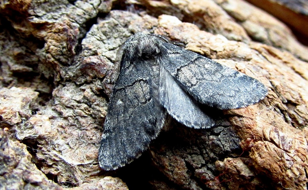 Gluphisia crenata - kormos púposszövő