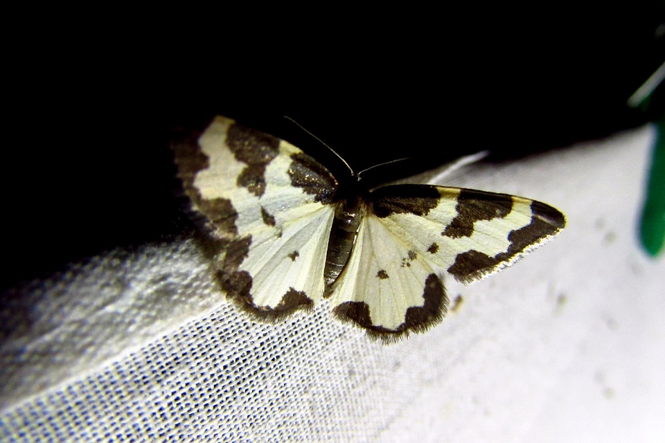 Lomaspilis marginata - szegélyes nyárfaaraszoló