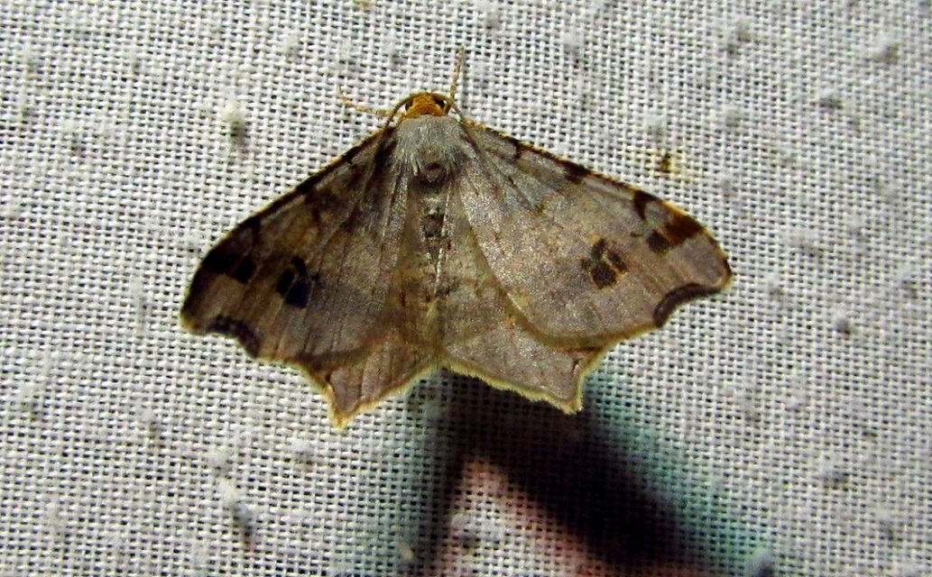 Macaria alternata - közönséges szürkearaszoló