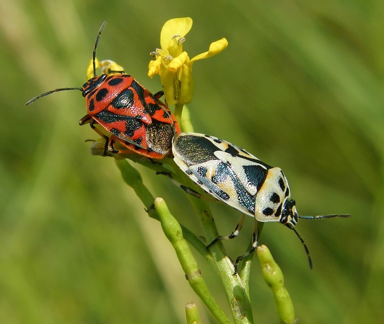 Eurydema ornata - díszespoloska Eurydema ornata - díszespoloska