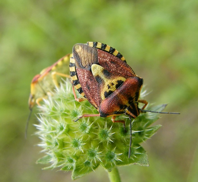 Carpocoris Carpocoris
