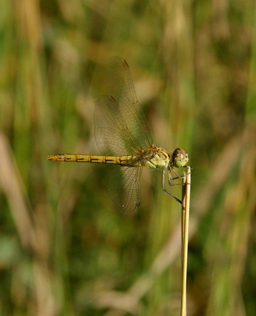 Sympetrum meridionale - fakó katona-szitakötő