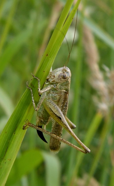 Platycleis grisea - szürke rétiszöcske