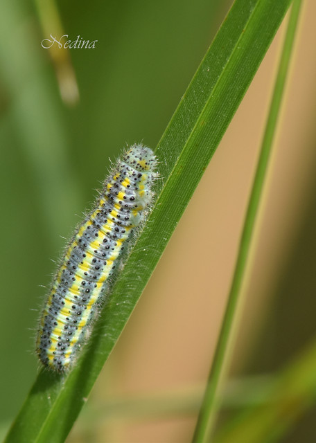 Pontia edusa - rezedalepke