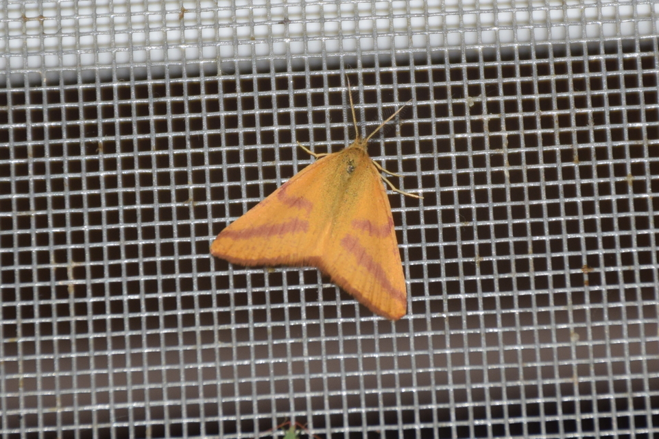 Lythria purpuraria - bíborsávos araszoló