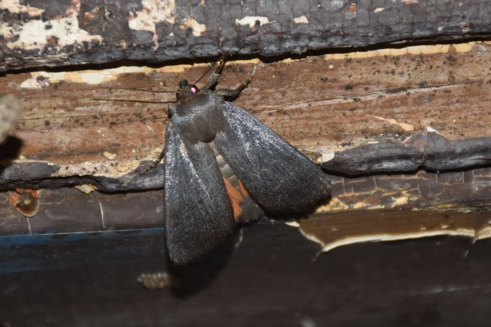 Amphipyra livida - zsírfényű bagoly