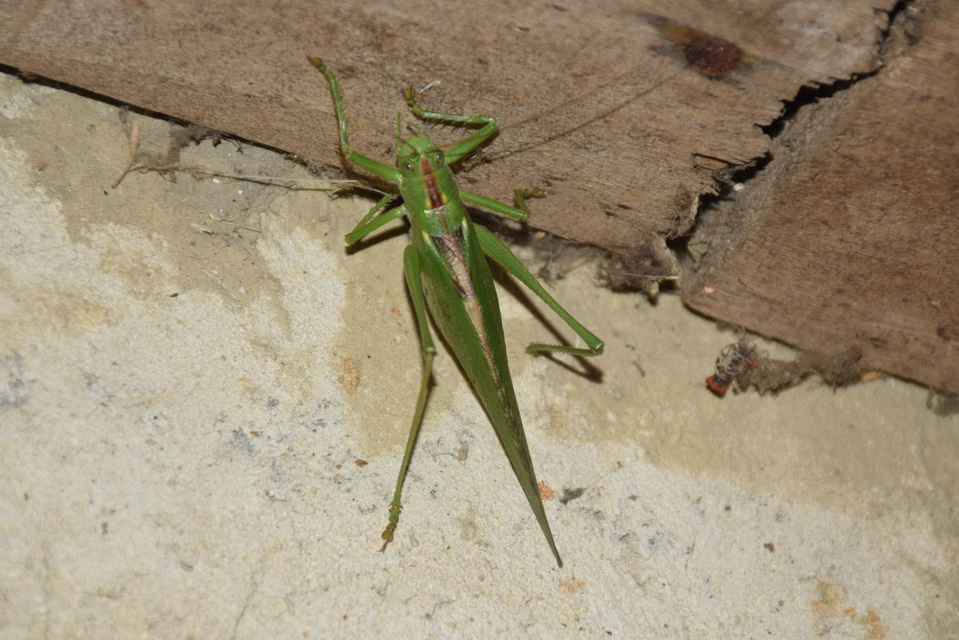 Tettigonia viridissima - zöld lombszöcske