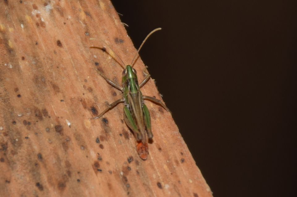 Stenobothrus nigromaculatus - sztyeppréti sáska