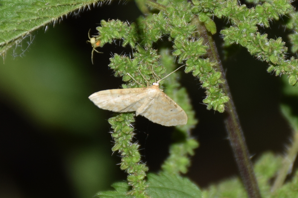Idaea fuscovenosa - szürkeszélű apróaraszoló