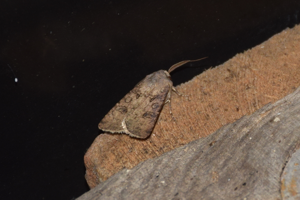 Agrotis segetum - vetési földibagoly