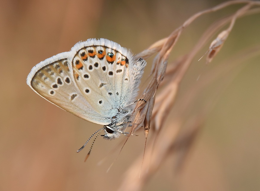 Plebejus idas - északi boglárka