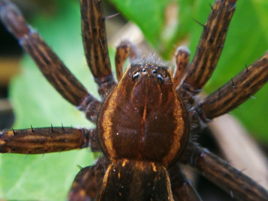 Dolomedes plantarius - parti vidrapók
