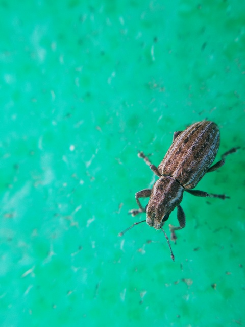 Sitona suturalis - fémes csipkézőbogár