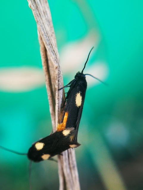 Scythris sinensis - aranyfarú zöldmoly