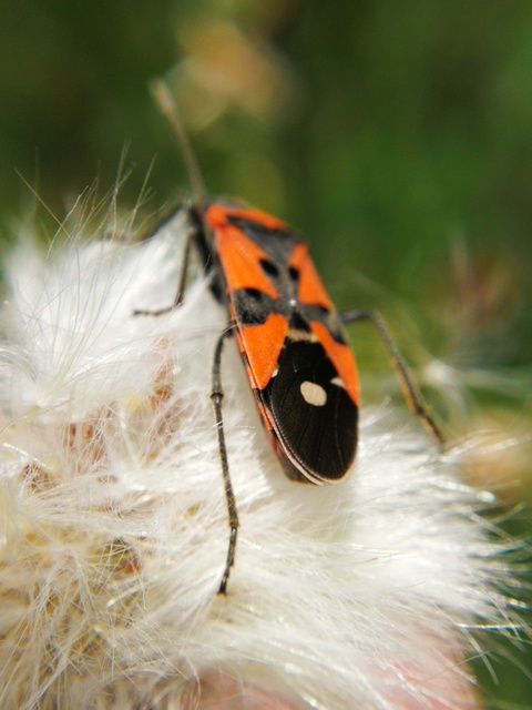 Lygaeus equestris/simulans
